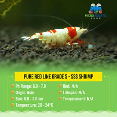 Pure Red Line Grade S - SSS Shrimp