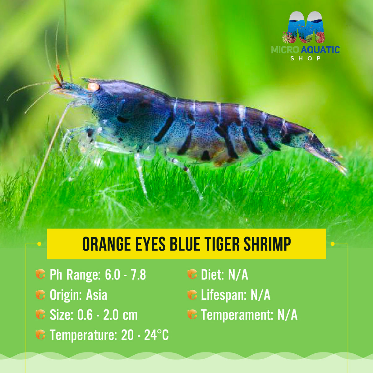 Orange Eyes Blue Tiger Shrimp
