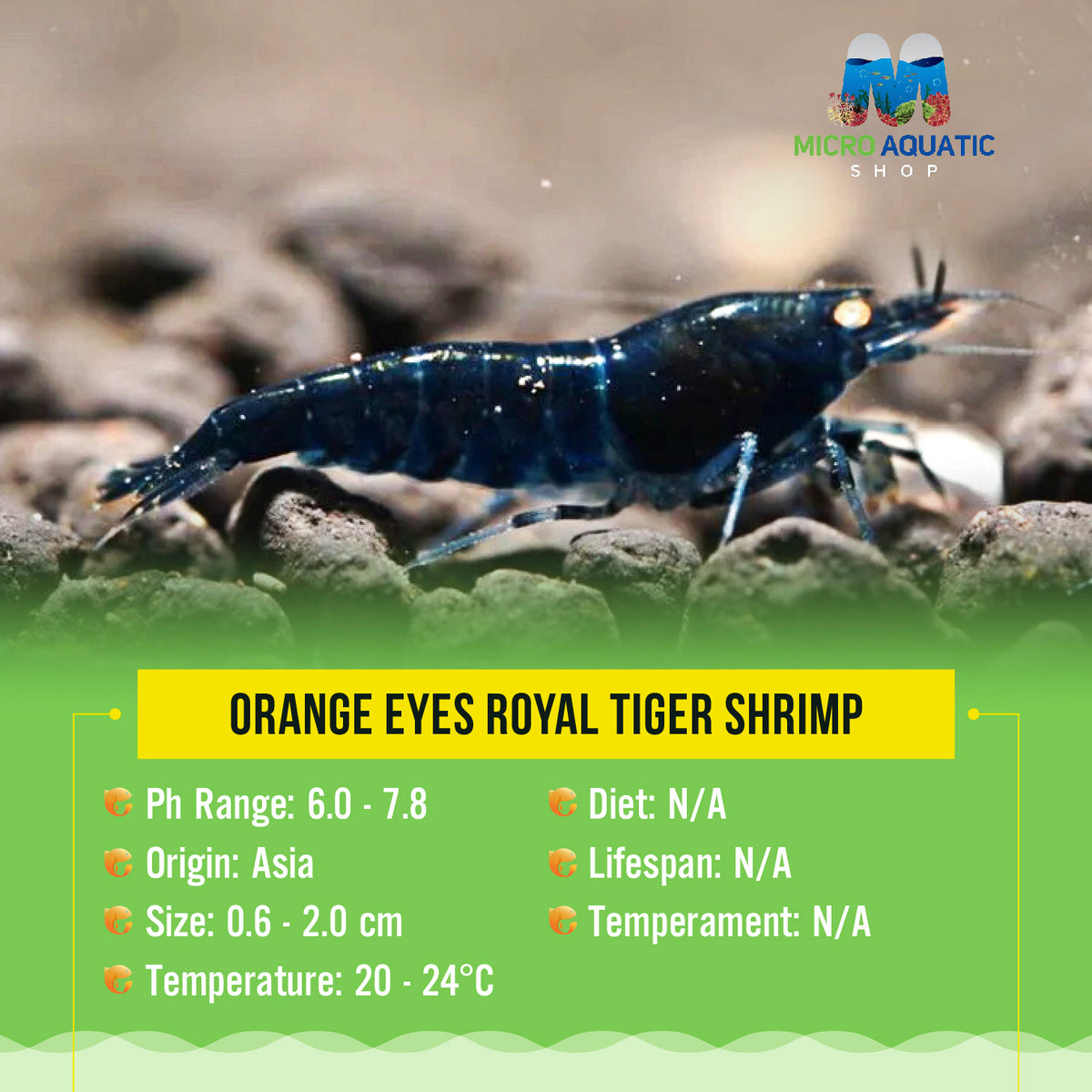 Orange Eyes Royal Tiger Shrimp