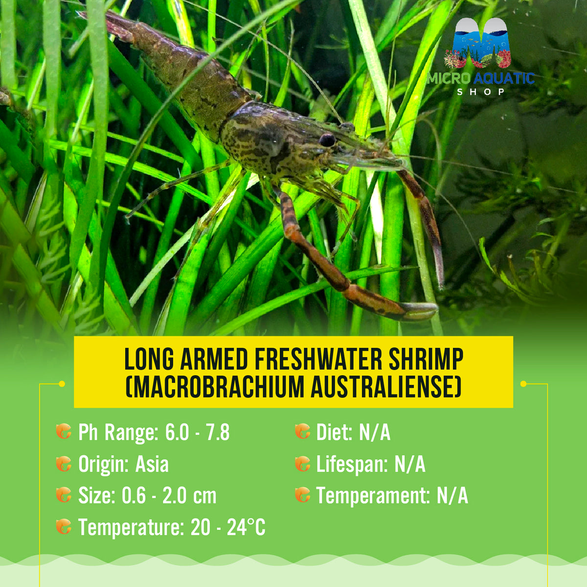 Long Armed Freshwater Shrimp (Macrobrachium Australiense)
