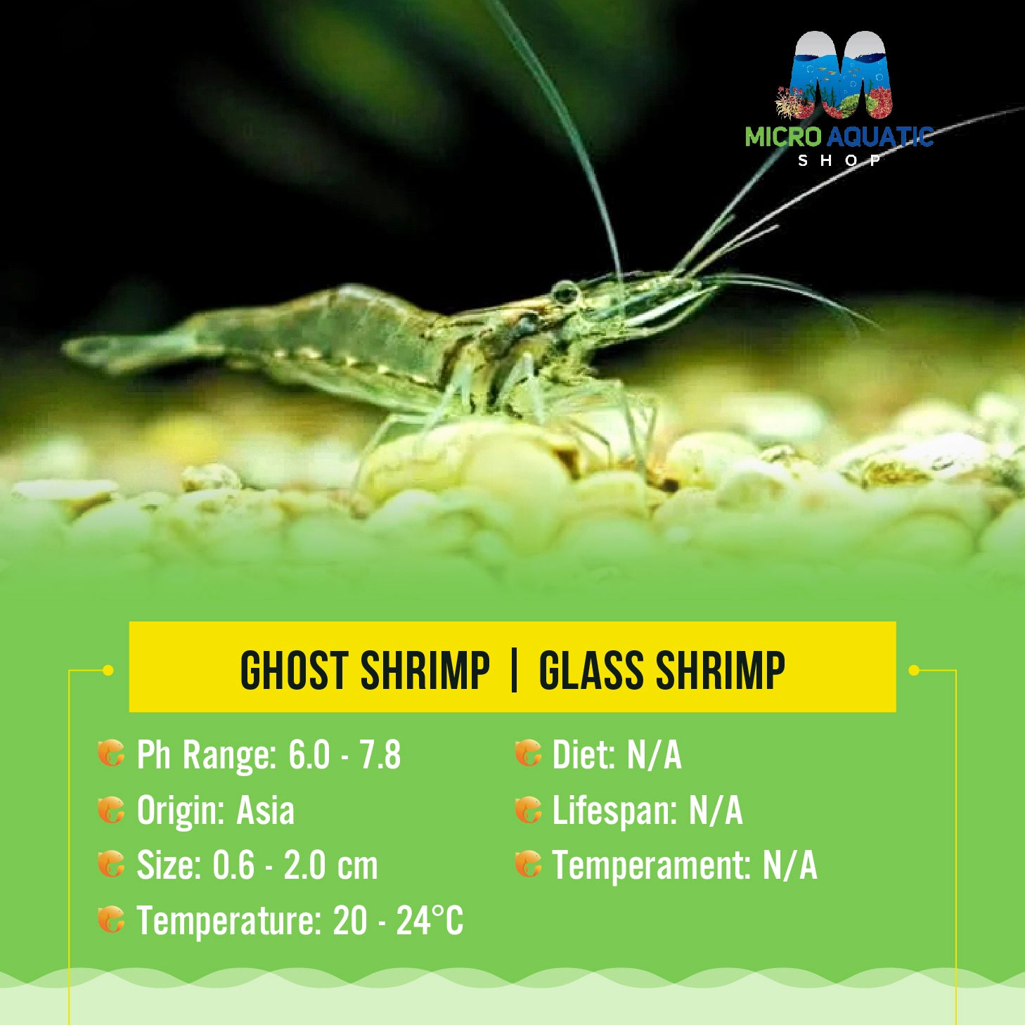 BUY 10 GET 5 FREE Algae Eater Ghost Shrimp