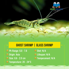 Ghost Shrimp | Glass Shrimp