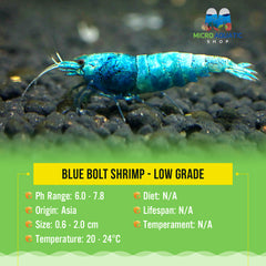 Blue Bolt Shrimp - Low Grade