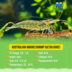 Australian Amano Shrimp (ULTRA RARE)