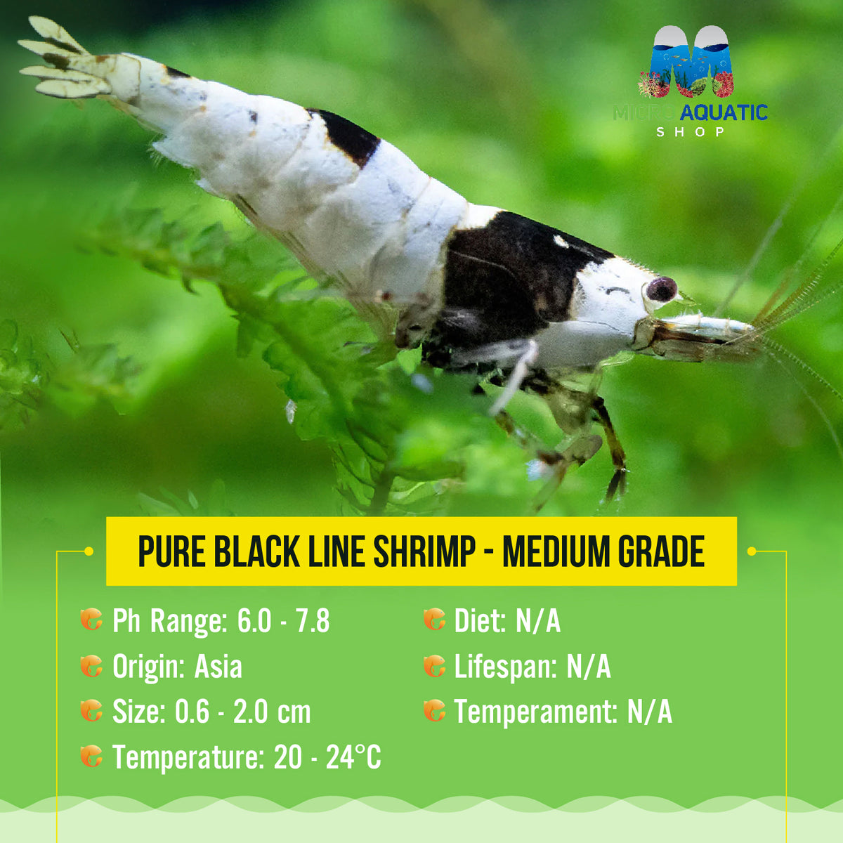 Pure Black Line Shrimp - Medium Grade