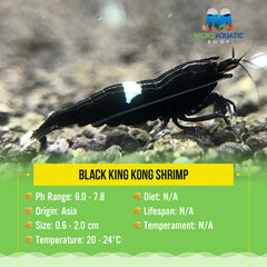 Black King Kong Shrimp