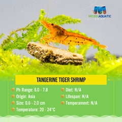 Tangerine Tiger Shrimp