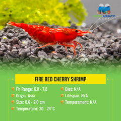 Fire Red Cherry Shrimp