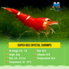 Super Red Crystal Shrimps