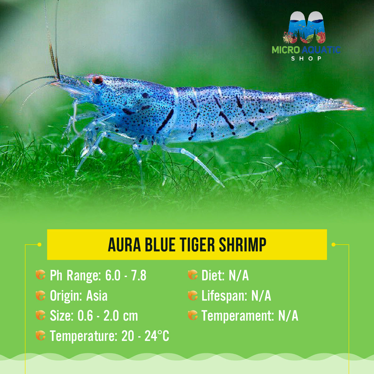 Aura Blue Tiger Shrimp