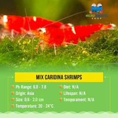 Mix Caridina Shrimps