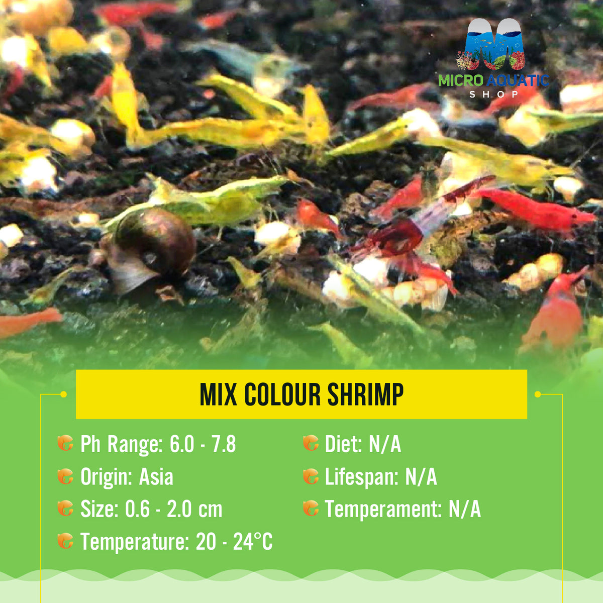 Mix Colour Shrimp