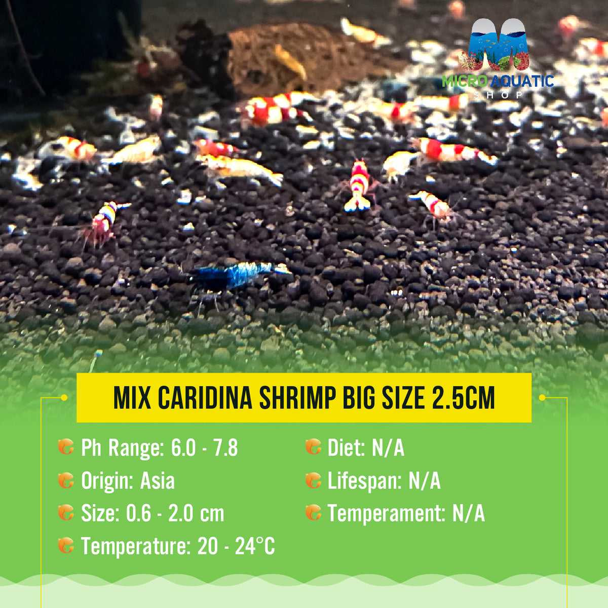 Mix Caridina Shrimp Big Size 2.5cm