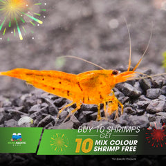 Buy 10 Tangerine Tiger Shrimp Get 10 Mixed Color Shrimp