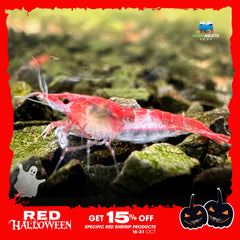 Red Rili High - Grade