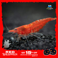 Red Cherry Shrimp