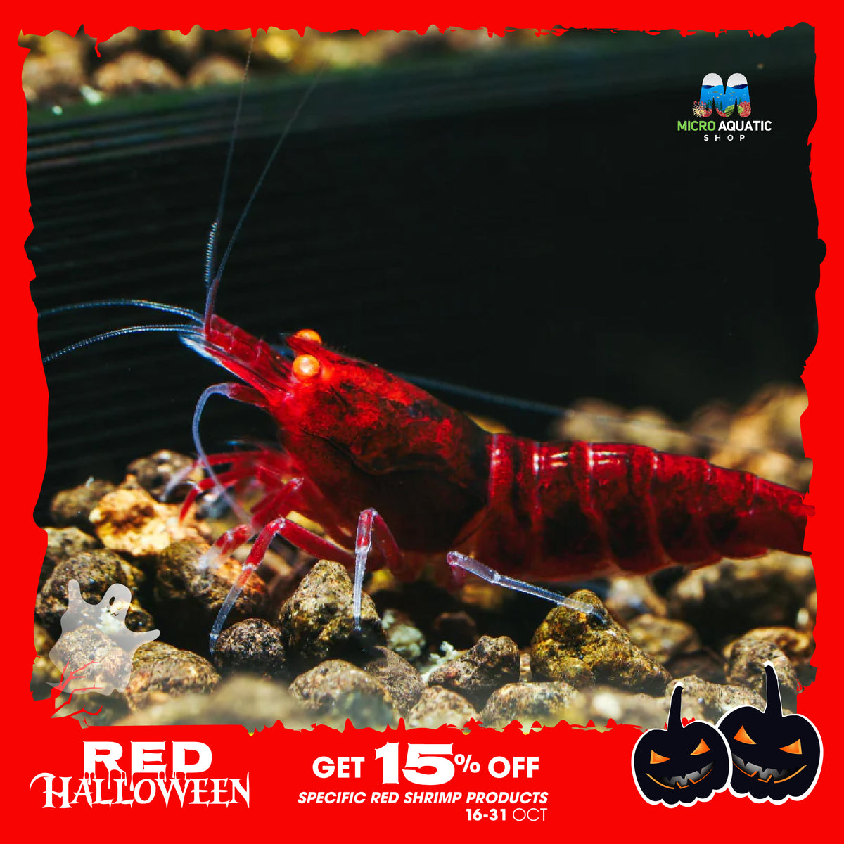 Orange Eyes Red King Kong Shrimp - Red Devil Shrimp