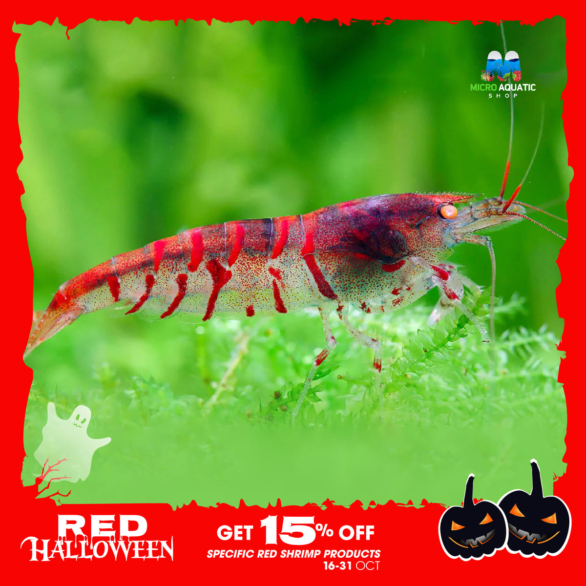 Red Orange Eyes Tiger Shrimp