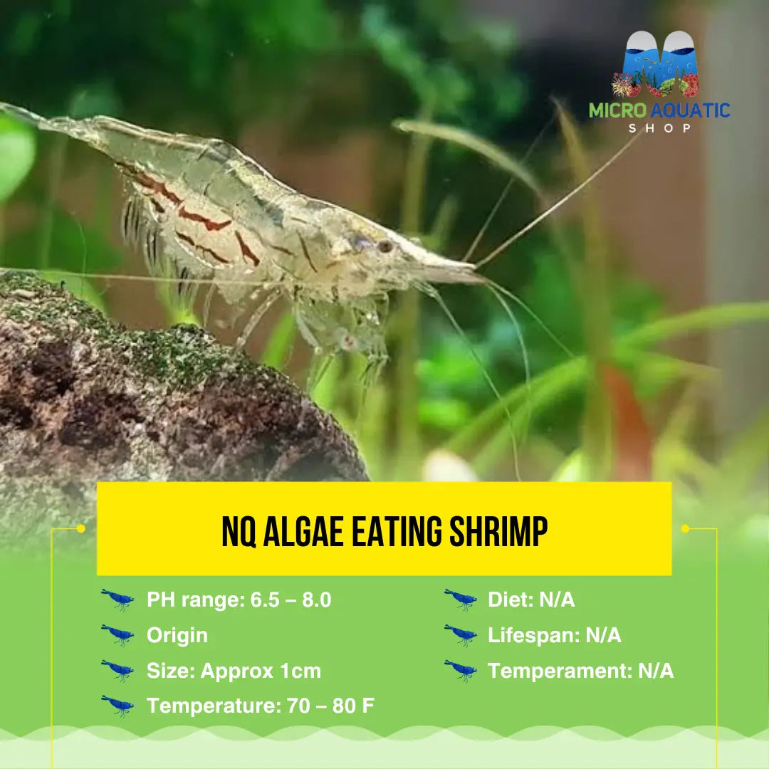 A closer look at Shrimp Algae Control For 10 Gallon