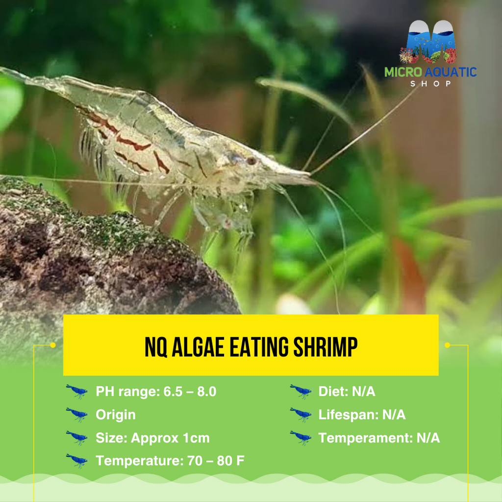 Algae eater shrimp best sale