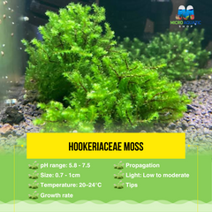 Hookeriaceae Moss