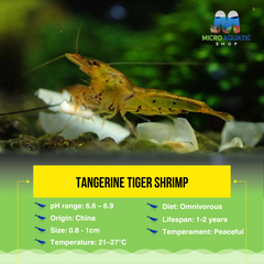 Tangerine Tiger Shrimp