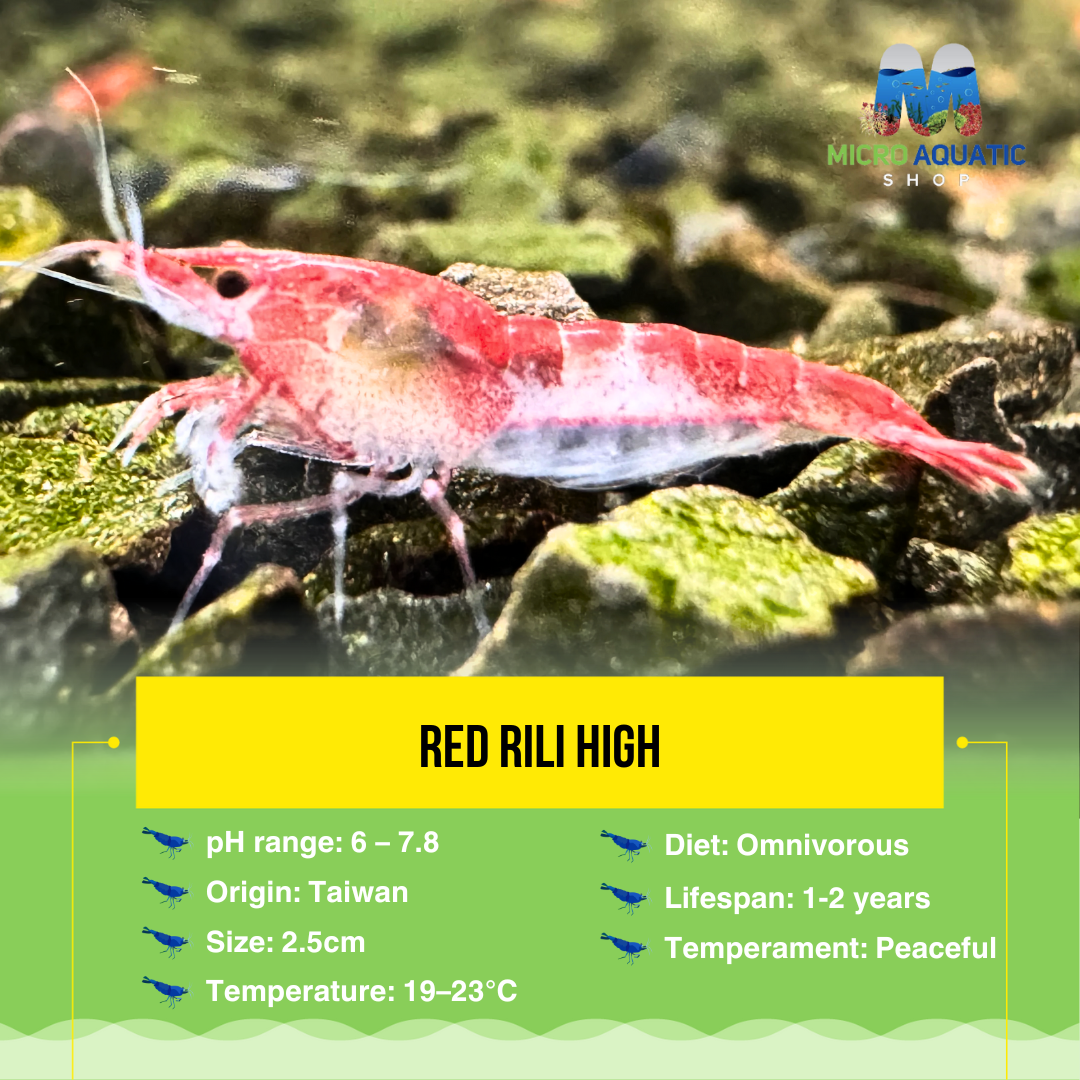 Red Rili High - Grade