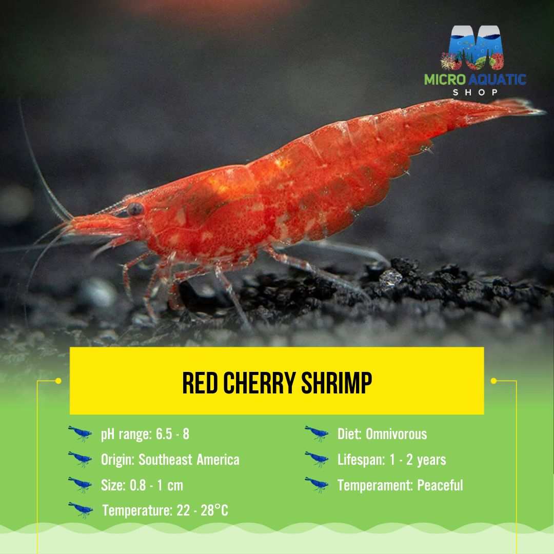 Red Cherry Shrimp