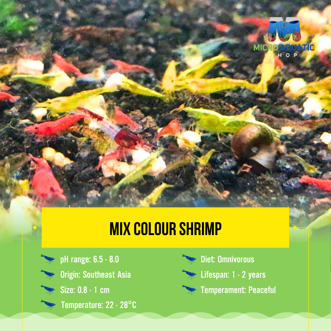 Mix Colour Shrimp