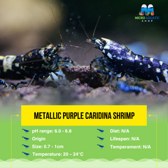 Metalic Purple Caridina Shrimp