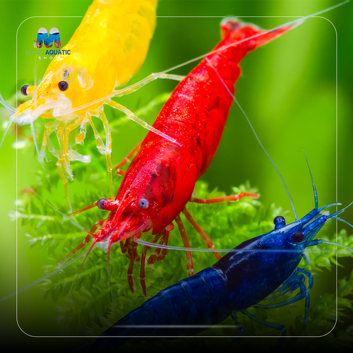 BUY 10 GET 5 FREE Mix Colour Cherry Shrimp