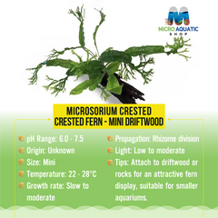 Microsorium Crested - Crested Fern - Mini Driftwood