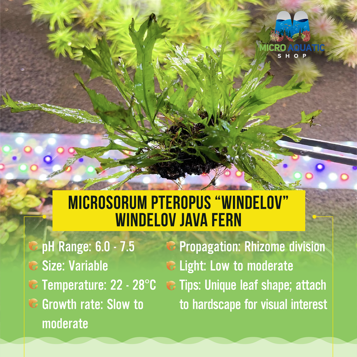 Microsorum pteropus “Windelov” - Windelov Java Fern