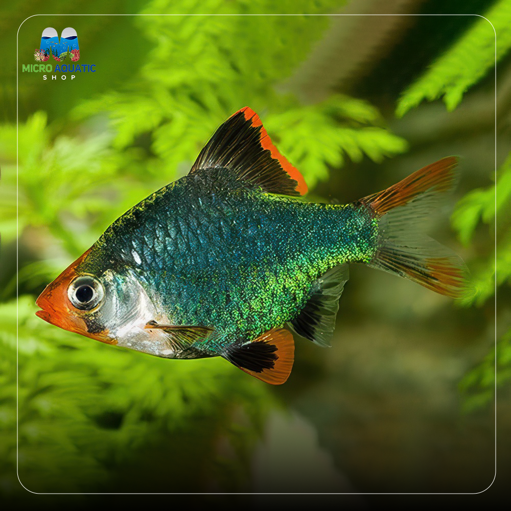 Moss Green Tiger Barb - Puntius tetrazona 4cm Show