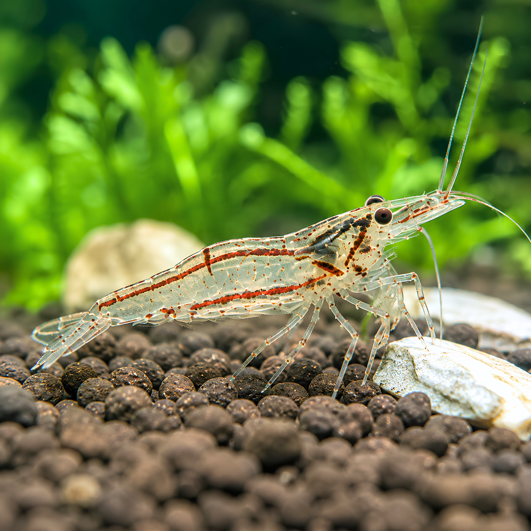 CARIDINIDES WILKINSI 'CALMAN
- Hair Algae Eater Shrimp