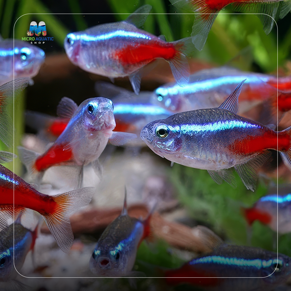 Tetra- Diamond Neon 2.5cm