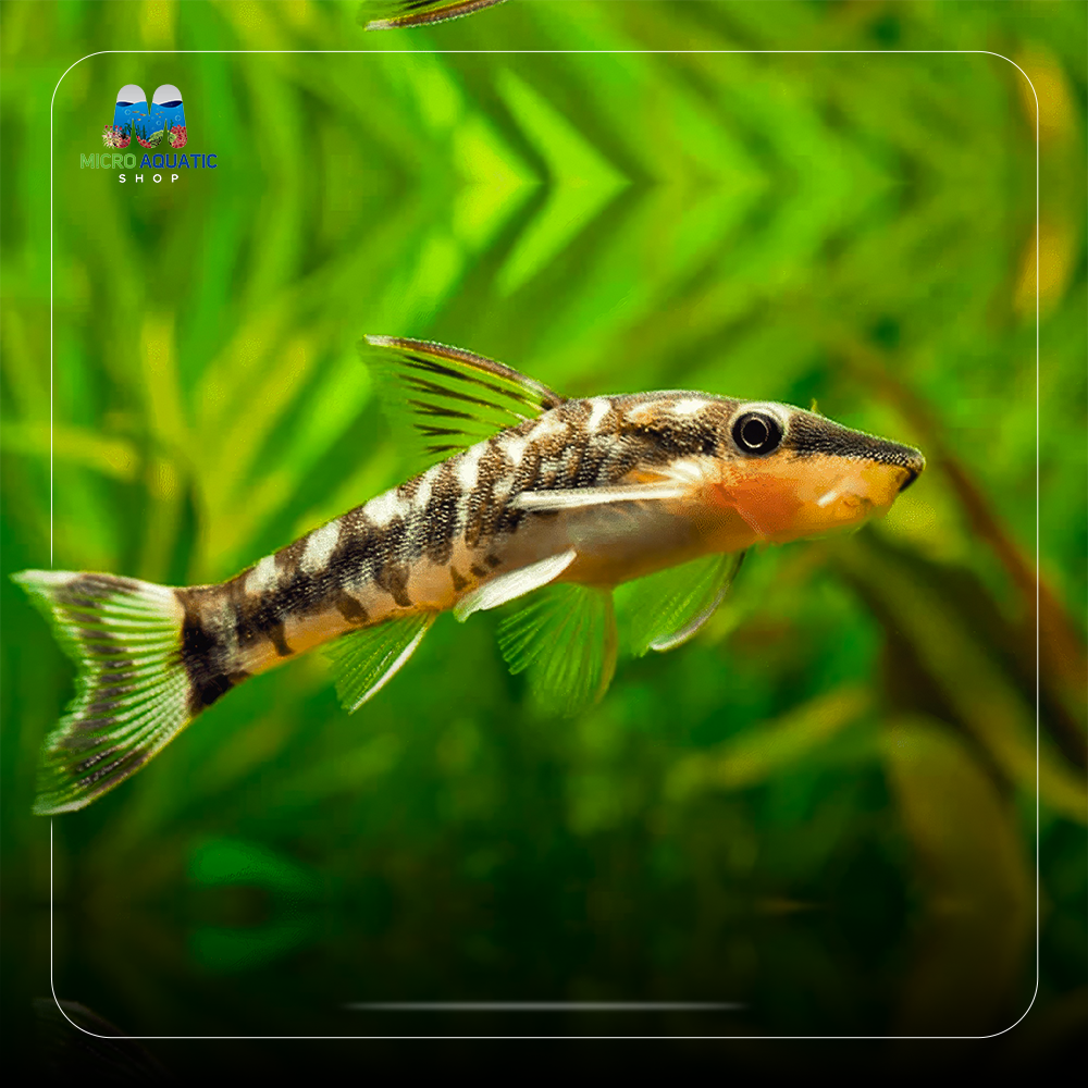 Buy 3 Get 1 Free Otocinclus Catfish -Black beard algae eater