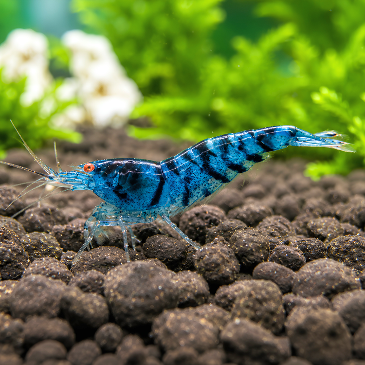 Tiger Shrimp - Orange Eyes Blue Tiger (OEBT) 1cm