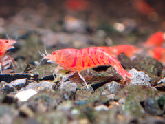 Red Tiger Shrimp - Cardina x Tiger