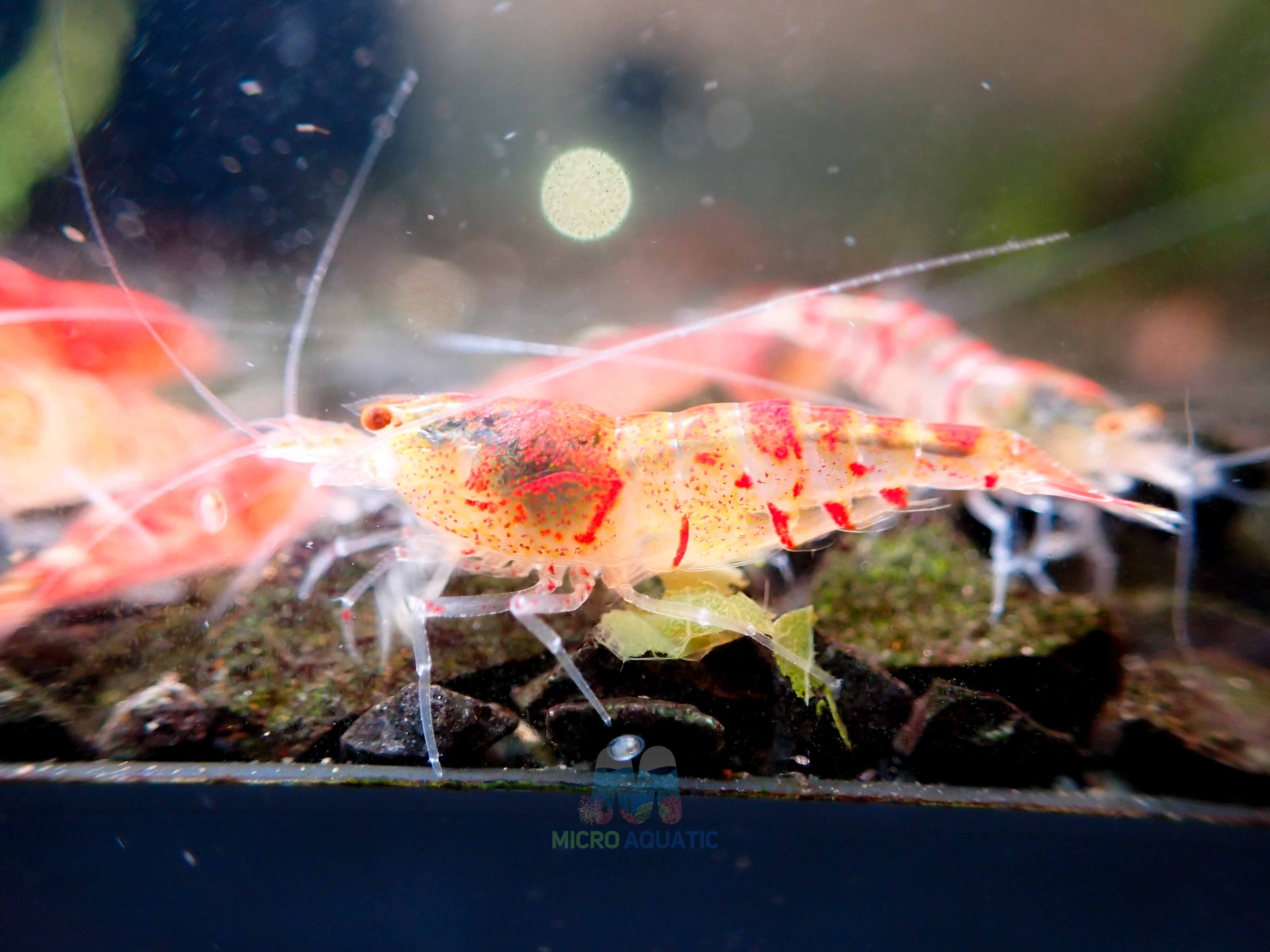 Red Tiger Shrimp - Cardina x Tiger