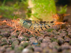 Black Tiger Shrimp - Cardina x Tiger