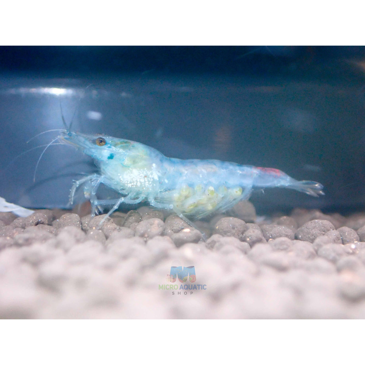 Blue Rili Blue Rili Shrimp - Beautiful Freshwater Shrimp for Aquascaping – Micro ...