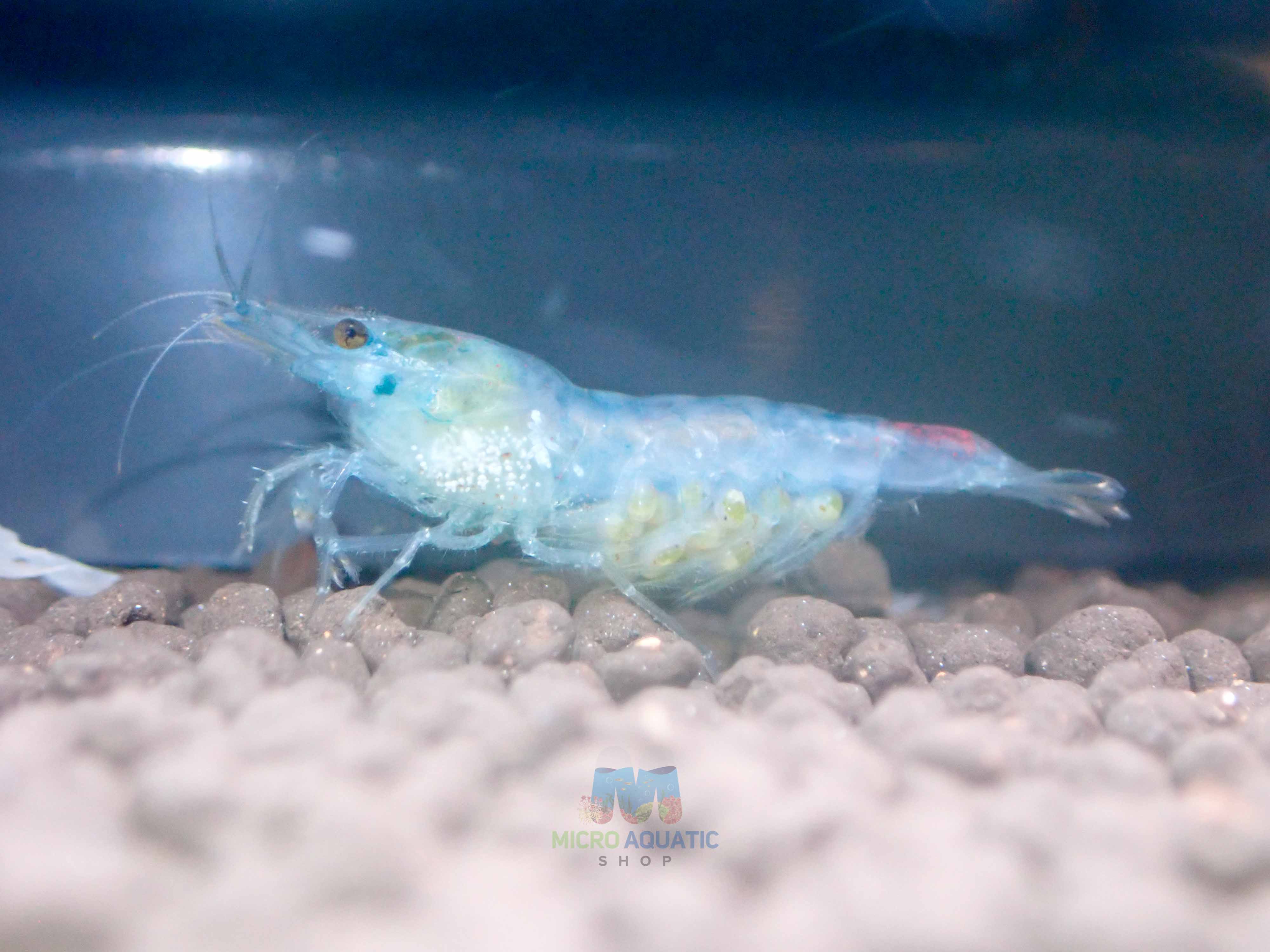 Blue Rili Shrimp - Beautiful Freshwater Shrimp for Aquascaping – Micro ...