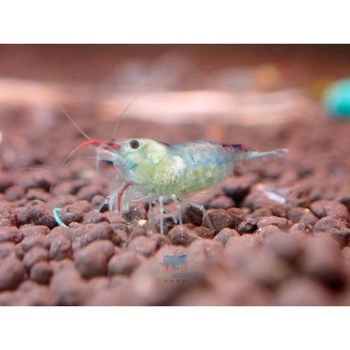 Blue Rili Blue Rili Shrimp - Beautiful Freshwater Shrimp for Aquascaping – Micro ...