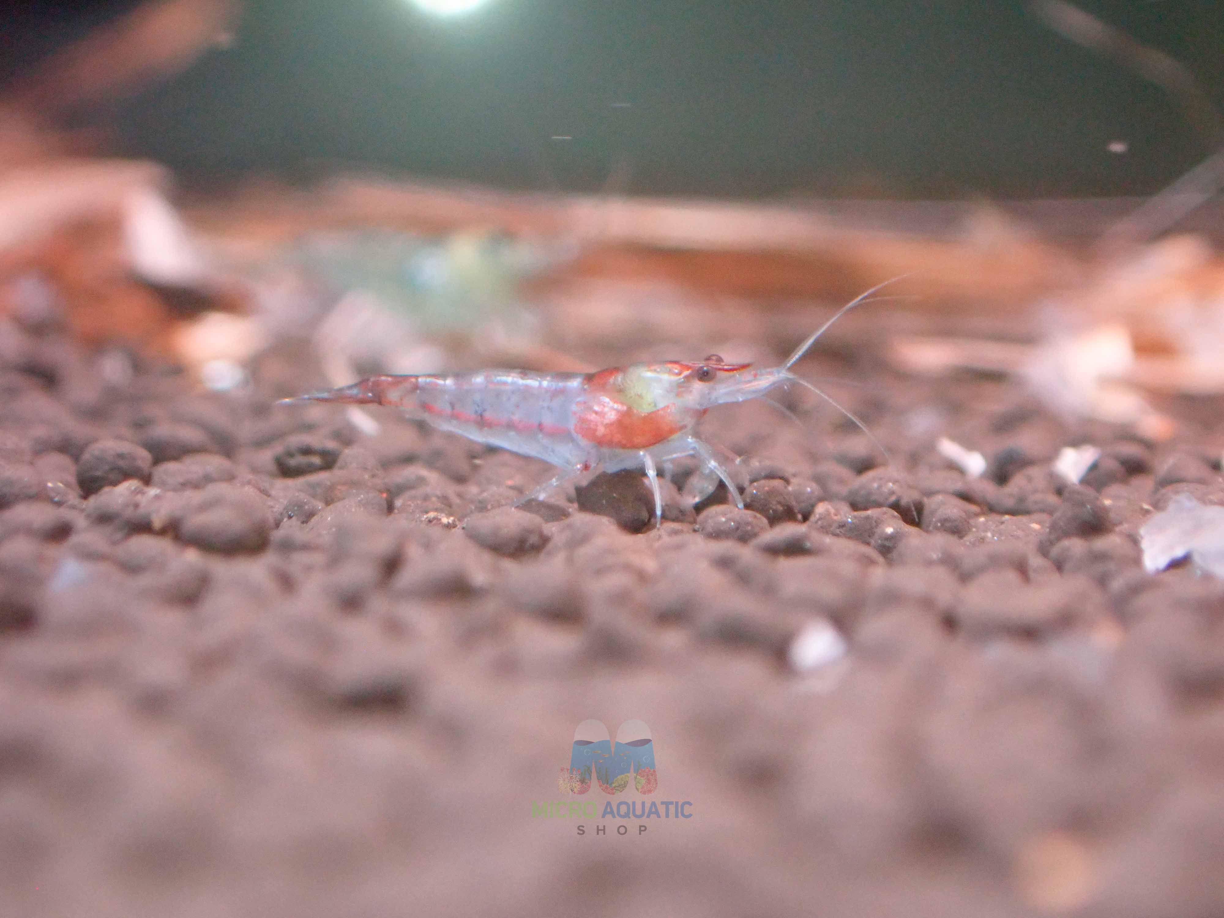 Blue Rili Blue Rili Shrimp - Beautiful Freshwater Shrimp for Aquascaping – Micro ...