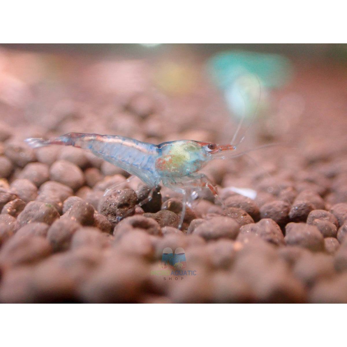 Blue Rili Blue Rili Shrimp - Beautiful Freshwater Shrimp for Aquascaping – Micro ...