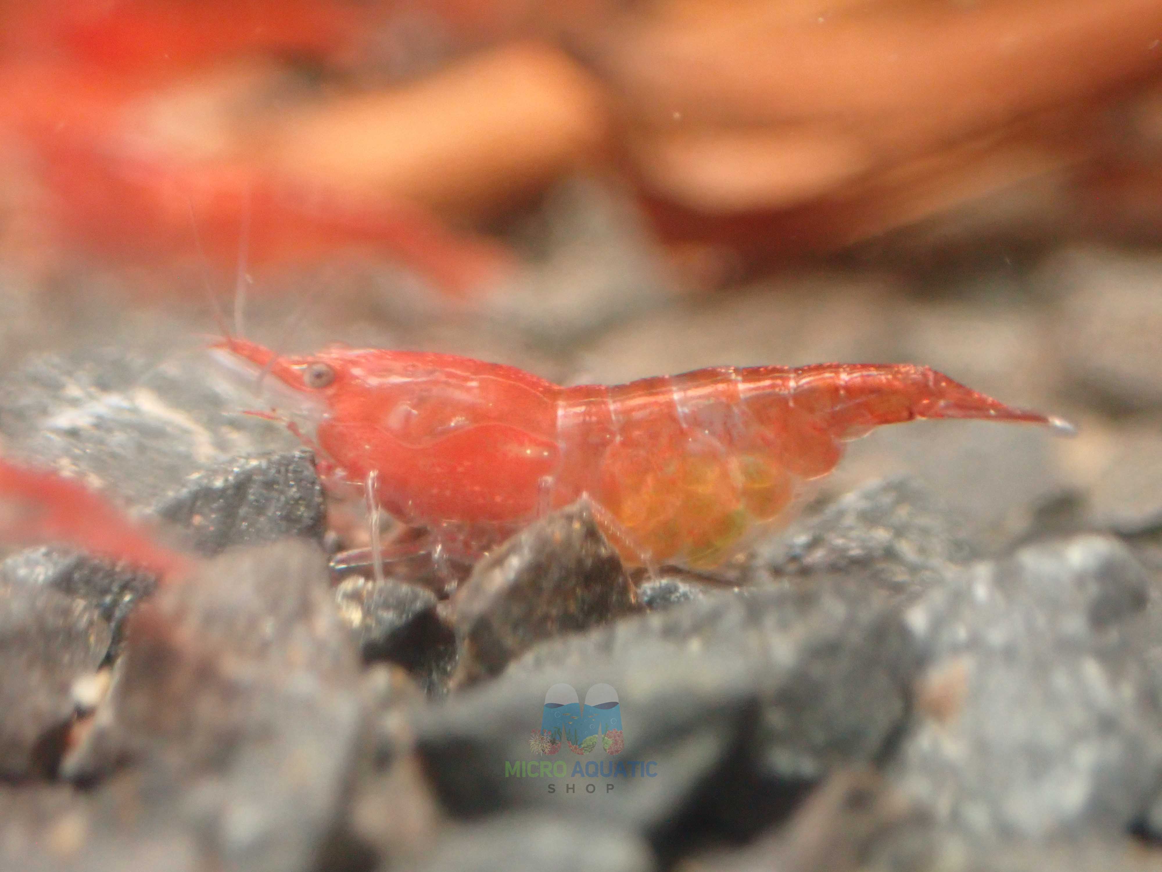 Low Grade Red Rili Shrimp