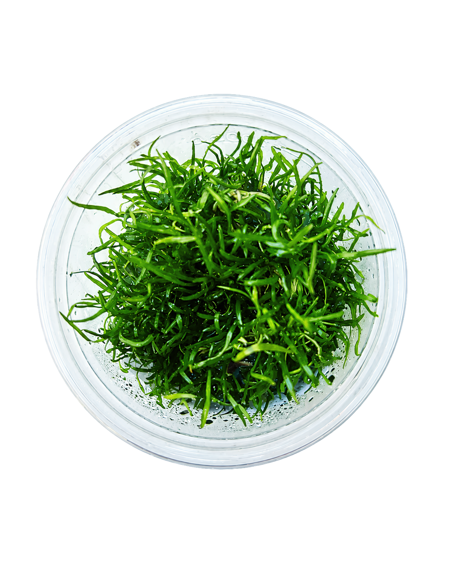All aquatic plants