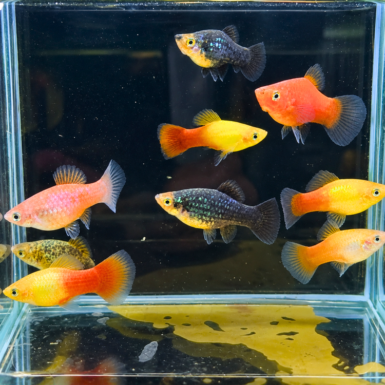 Platies – Multicolor 3cm