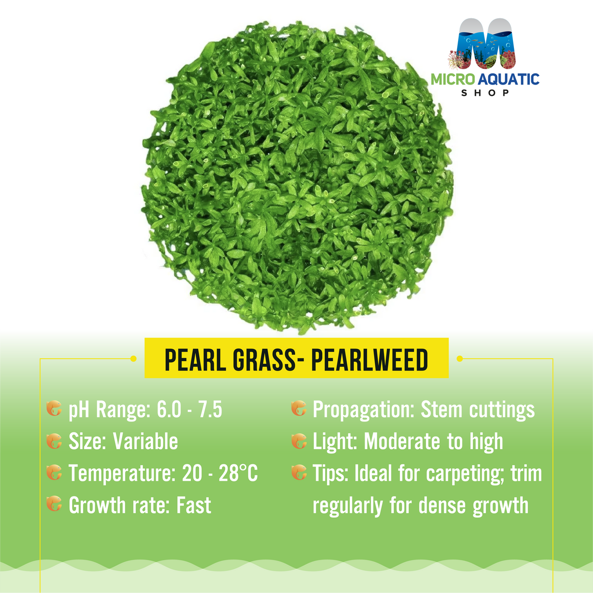 Pearl Grass- Pearlweed